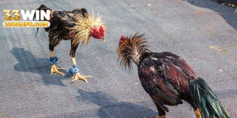Cập nhật các loại hình chọi kê đình đám