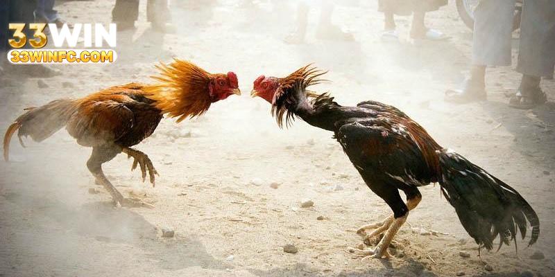 Nắm bắt kinh nghiệm cá cược đá gà hữu hiệu